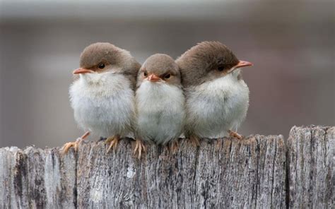 燕子睡覺|燕子睡覺太可愛了 super cute birds